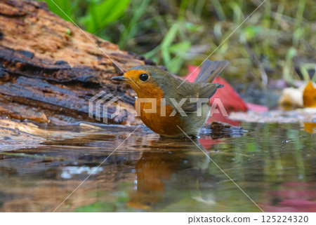 A robin stands in shallow water at the forest edge, reflected in the mirror-like surface A robin stands in shallow water at the forest edge, reflected in the mirror-like surface 125224320