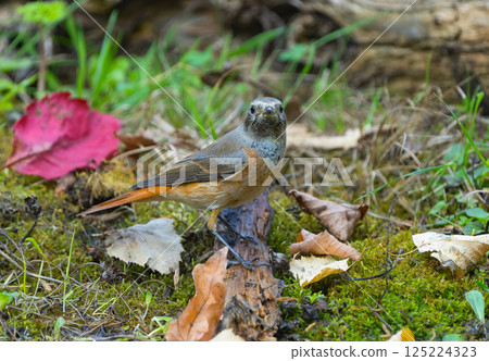 Close-up of redstart bird on a log in a summer forest 125224323