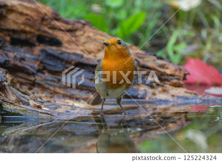 Robin at the water's edge with a droplet on its beak, near moss and fallen leaves 125224324
