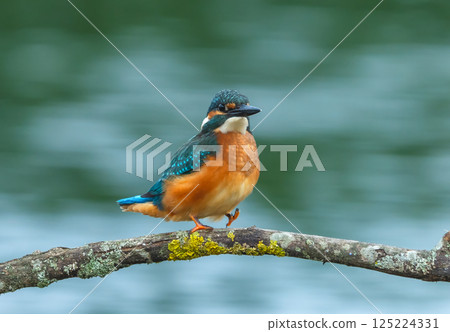 The kingfisher struts on a branch overgrown with moss and lichen 125224331