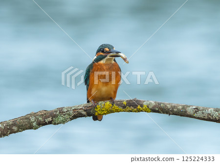 A kingfisher sits on a branch above the water and holds a caught fish in its beak. A kingfisher sits on a branch above the water and holds a caught fish in its beak. 125224333