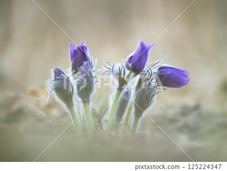 Blooming primrose Pulsatilla patens on a mountainside in the rays of the rising sun 125224347