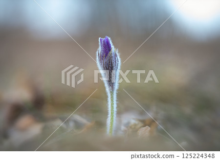 Single flower of wild-growing Pulsatilla patens on a blurred background Single flower of wild-growing Pulsatilla patens on a blurred background 125224348