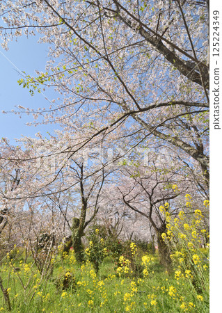 Cherry blossoms at Hirano Shrine Cherry blossoms at Hirano Shrine 125224349