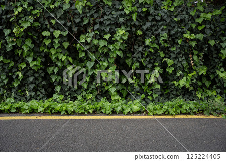 a street with a wall covered with english ivy a street with a wall covered with english ivy 125224405