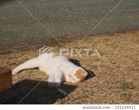 Cute cats playing happily in a colony 125224421