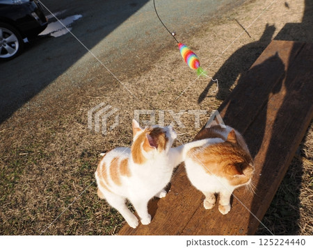 Cute cats playing happily in a colony 125224440