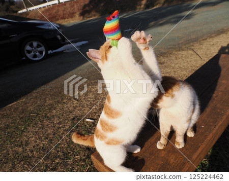 可愛的貓咪在殖民地快樂玩耍 可愛的貓咪在殖民地快樂玩耍 125224462