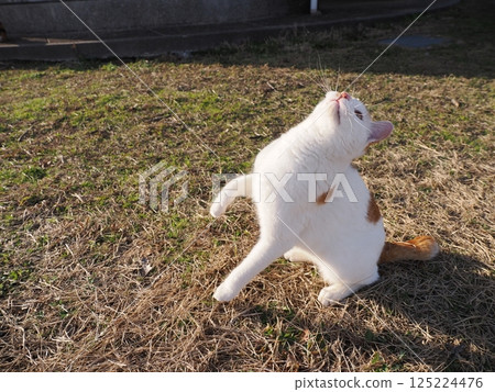 Cute cats playing happily in a colony 125224476