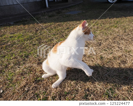 Cute cats playing happily in a colony 125224477