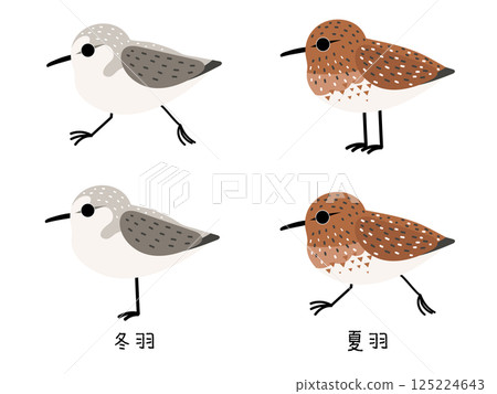 Sandpiper Summer and Winter Plumage Sandpiper Summer and Winter Plumage 125224643