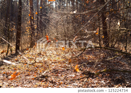 A Serene Autumn Pathway in the Forest: Sunlight Filtering Through Tree Branches and Leaves with a Rustic Earthy Aesthetic Capturing Nature's Tranquility and Beauty 125224734