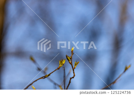 New Beginnings: A Close-Up of Fresh Green Buds Against a Soft Blue Sky, Signifying the Arrival of Spring and the Beauty of Nature's Rebirth in a Serene Environment 125224736