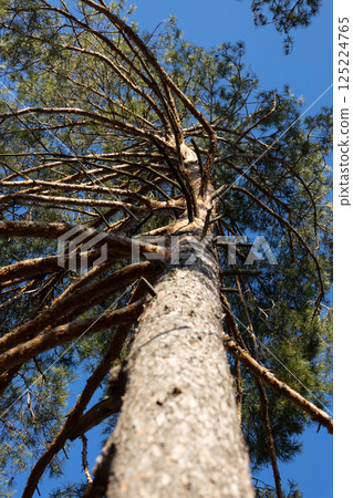 Looking Up at the Intricate Canopy of a Towering Pine Tree Against a Clear Blue Sky, Showcasing Its Unique Branch Structure and Textured Bark in a Natural Environment 125224765