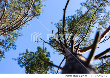 A Breathtaking Perspective of Towering Pine Trees Against a Bright Blue Sky Captured From Below to Showcase Nature's Majestic Beauty and Serenity in a Forest Setting A Breathtaking Perspective of Towering Pine Trees Against a Bright Blue Sky Captured From Below to Showcase Nature's Majestic Beauty and Serenity in a Forest Setting 125224767