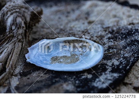A Beautiful Aesthetic Capture of a Shell on a Sandy Surface Highlighting Nature's Beauty in a Tranquil Beach Setting 125224778