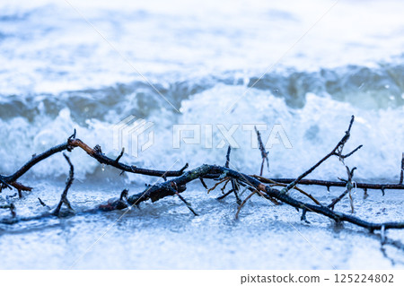 A Serene Moment by the Shore: Driftwood Against Gentle Waves Captured in Soft Hues and Details Showcasing Nature's Beauty and Tranquility A Serene Moment by the Shore: Driftwood Against Gentle Waves Captured in Soft Hues and Details Showcasing Nature's Beauty and Tranquility 125224802
