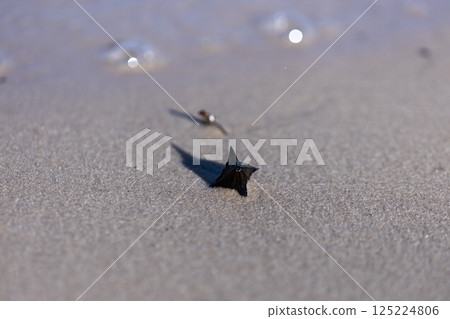 Unique and Rare Sea Creature Discovered on the Beach: A Fascinating Look at Its Intricate Features and the Beauty of Nature's Smaller Wonders Unique and Rare Sea Creature Discovered on the Beach: A Fascinating Look at Its Intricate Features and the Beauty of Nature's Smaller Wonders 125224806