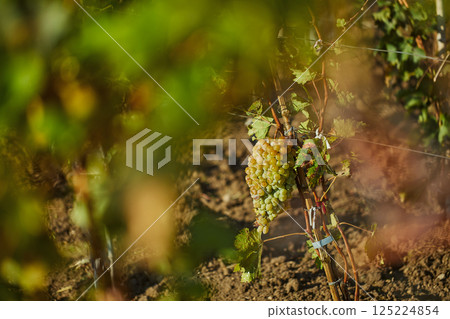 A Glimpse of Grapes: The Lush Vineyard Scene Capturing Nature s Bounty in a Bright and Sunny Day with a Focus on the Ripening Grapes on the Vine A Glimpse of Grapes: The Lush Vineyard Scene Capturing Nature s Bounty in a Bright and Sunny Day with a Focus on the Ripening Grapes on the Vine 125224854