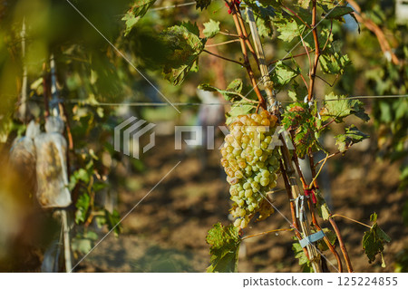 A Close-Up View of Ripe Green Grapes Hanging from a Vine in a Sunlit Vineyard, Surrounded by Lush Green Leaves, Capturing the Essence of Wine Production and Grape Cultivation. 125224855