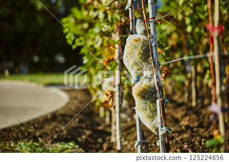 Grapes in Protective Bags Hanging from Vineyard Trellis, Focusing on Nature's Bounty and Care in Sustainable Agriculture and Wine Production, Showcasing Grapes' Growth and Harvesting Process 125224856