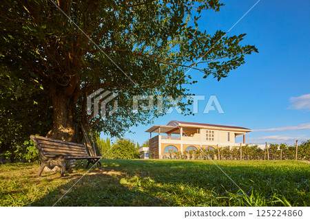 Serene Country Landscape Featuring a Cozy Wooden Bench Beneath a Lush Tree with a Beautiful House and Vineyard in the Background Under a Clear Blue Sky Serene Country Landscape Featuring a Cozy Wooden Bench Beneath a Lush Tree with a Beautiful House and Vineyard in the Background Under a Clear Blue Sky 125224860