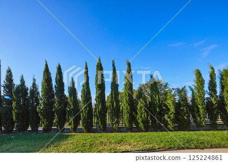 A Series of Tall Green Trees Against a Clear Blue Sky and Lush Green Grass, Offering a Serene and Picturesque Landscape Perfect for Relaxation and Enjoyment of Nature A Series of Tall Green Trees Against a Clear Blue Sky and Lush Green Grass, Offering a Serene and Picturesque Landscape Perfect for Relaxation and Enjoyment of Nature 125224861