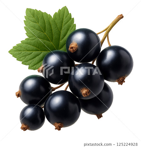 Fresh Black Currants on a Branch With Green Leaves Ready for Harvesting Fresh Black Currants on a Branch With Green Leaves Ready for Harvesting 125224928