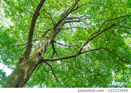 新綠色的Eco圖像 125225030