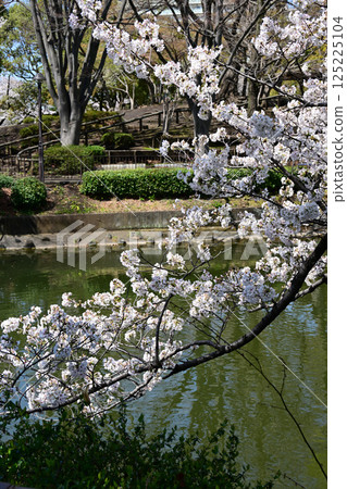 在Kanuma公園的櫻花 125225104