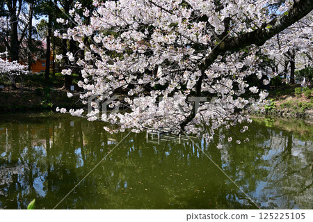 在Kanuma公園的櫻花 在Kanuma公園的櫻花 125225105