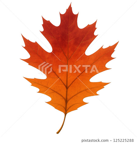 Vibrant Orange Maple Leaf Showcasing Autumns Beauty in Natures Seasonal Transition 125225288