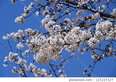 在Kanuma公園的櫻花 在Kanuma公園的櫻花 125225327