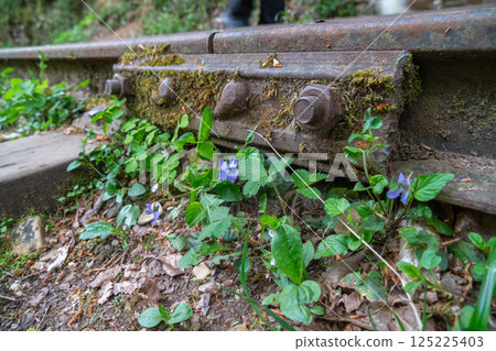 Railroad Tracks Flowers Nature - A close-up image of a rusty railroad track with moss and flowers growing around it. Railroad Tracks Flowers Nature - A close-up image of a rusty railroad track with moss and flowers growing around it. 125225403