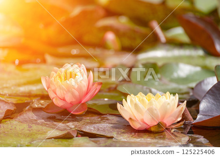 Pink lotus water lily flower in pond, waterlily with green leaves blooming Pink lotus water lily flower in pond, waterlily with green leaves blooming 125225406