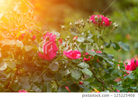 Roses blooms garden: Bright red flowers in garden, sunny day, beauty, summer, floral, bloom, relax, grow, romantic. 125225408