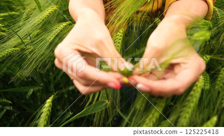 Hands Barley Field Inspection: Assessing Crop Growth, Health, and Yield. Hands Barley Field Inspection: Assessing Crop Growth, Health, and Yield. 125225418