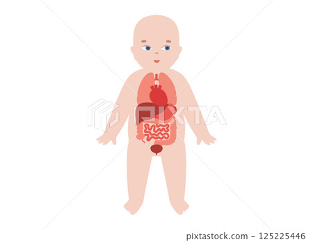 Internal organs of the child 125225446