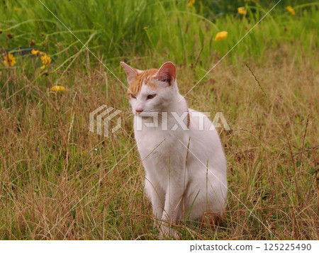 一隻貓盯著你 125225490