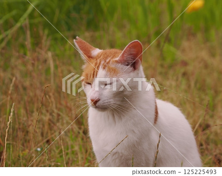 A cat staring at you A cat staring at you 125225493