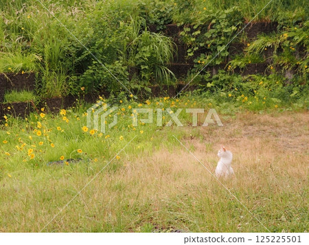 A cat staring at you 125225501