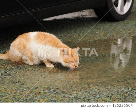 A cat staring at you 125225504