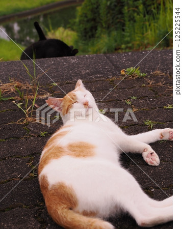 A cat staring at you 125225544