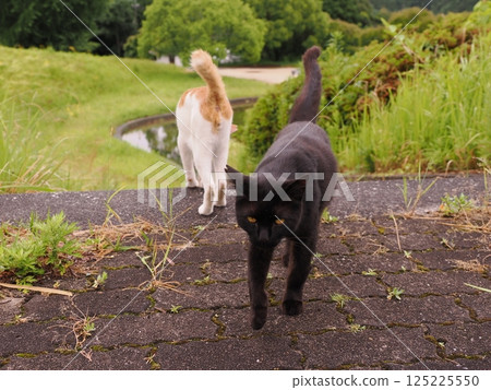 A cat staring at you 125225550