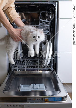 Curious Cat in Dishwasher: A Playful Encounter with Feline Curiosity Captured in a Modern Kitchen Setting 125225625