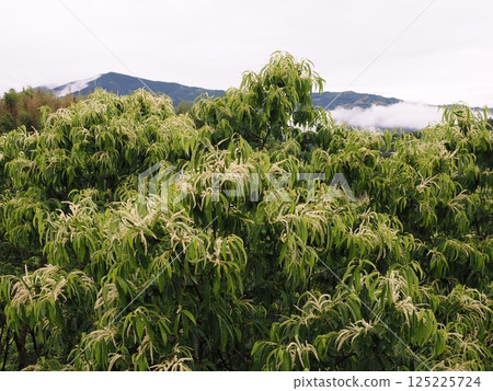 栗子花開 125225724