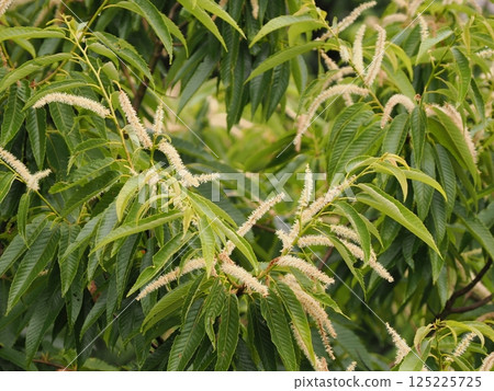 栗子花開 125225725