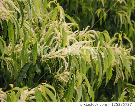 栗子花開 125225727