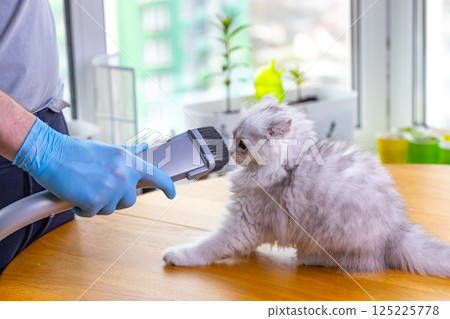 A Curious Kitten Meeting a Unique Pet Grooming Tool, Showcasing the Bond Between Pets and Their Owners in a Bright Indoor Setting 125225778