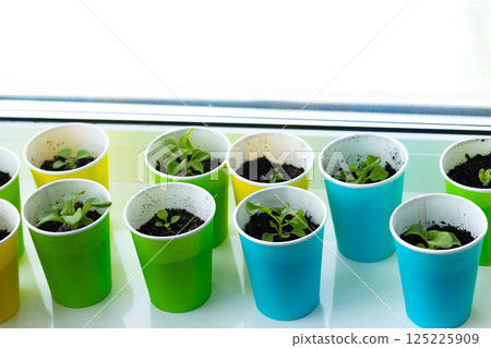 Colorful Seedlings Growing in Bright Cups: A Beautiful Indoor Gardening Display Nurtured by Nature and Careful Attention to Growing Green Life for Home Gardening Lovers 125225909